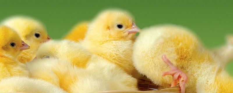 孵化小鸡湿度80可以吗，温度应该控制在多少合适