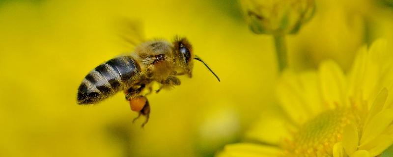 意蜂中蜂外貌区别，意蜂和中锋能在同场养吗