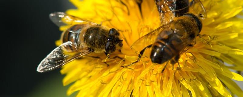 蜜蜂特征及生活习性，蜜蜂的寿命一般由多长