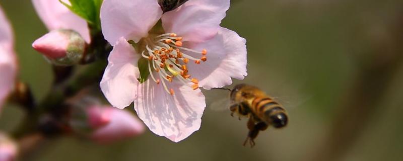 自然分蜂一般飞多远，分蜂分出来的是老王还是新王