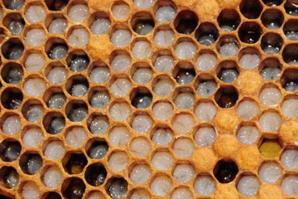 蜜蜂生长过程的四个阶段