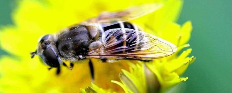 排蜂和蜜蜂的区别，排蜂蜜和土蜂蜜哪个好