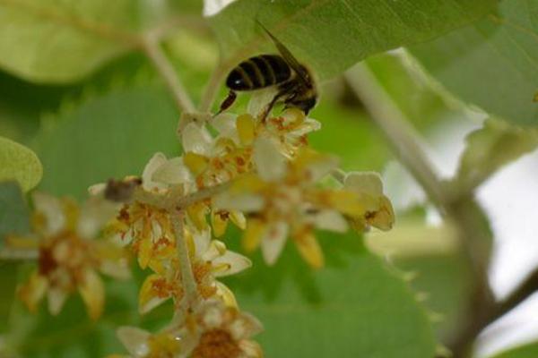 野蜂种类