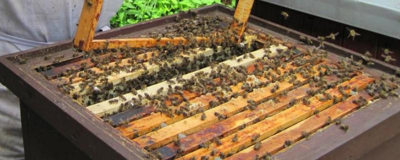 一箱蜂有多少雄蜂才正常，雄蜂的主要工作是什么