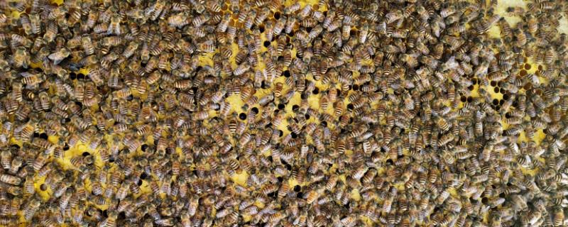 蜜蜂黑蜂多是怎么回事，黑蜂是干嘛的