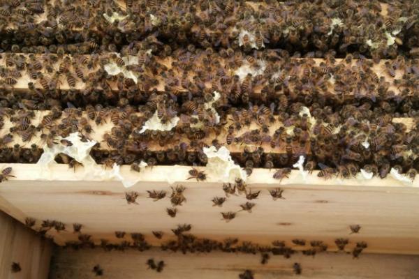 土蜂养殖方法