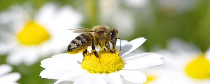 抓了一只蜜蜂怎么养，一只蜜蜂一天能采多少蜜