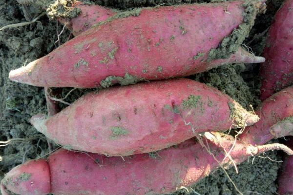 西瓜红红薯栽培技术
