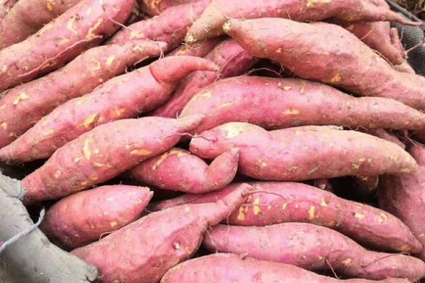 西瓜红红薯栽培技术