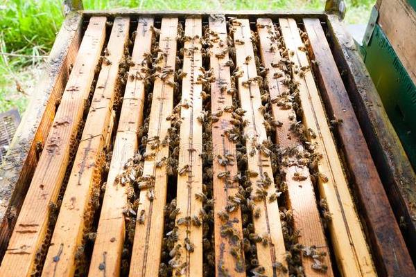 中蜂继箱养殖新技术