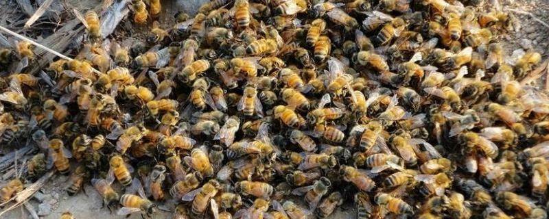 白糖喂蜜蜂的正确方法，怎样熬制