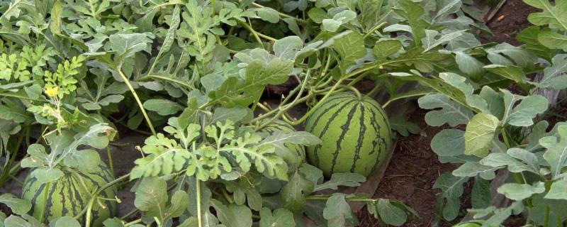 西瓜产品特点，适合哪些地区种植