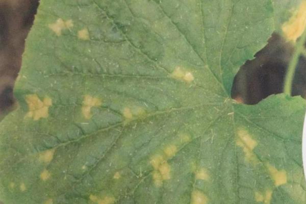 黄瓜病虫害图谱和防治
