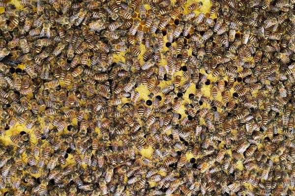 蜜蜂的养殖技术与管理，工蜂多少天出房