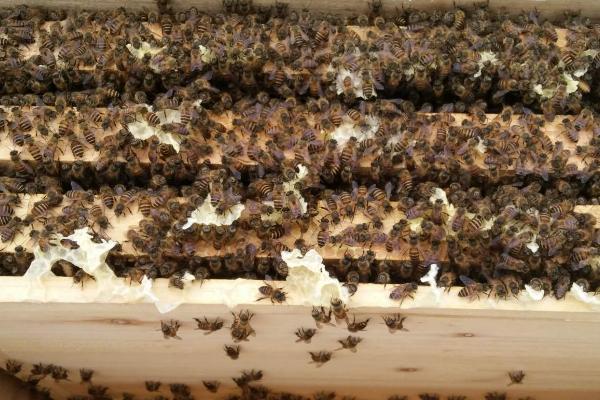 如何养殖蜜蜂