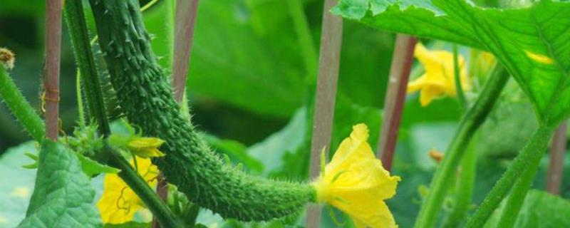 黄瓜从种到收多少天，黄瓜种植需要什么肥料好