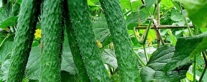 黄瓜适合在什么温度生长，温度低会得病吗