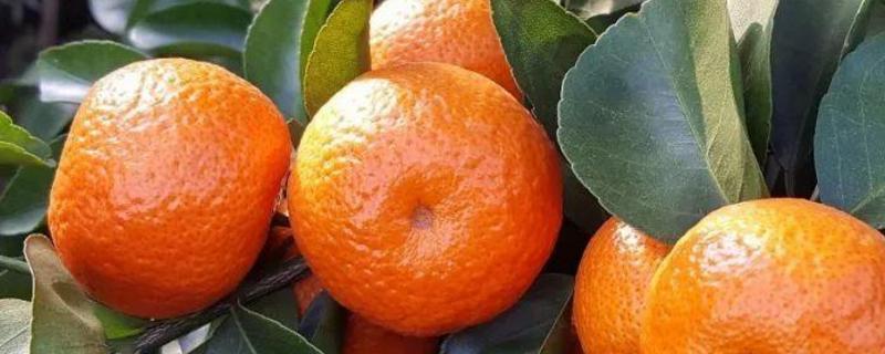 氟节胺柑橘上使用方法，氟节可以跟磷酸二氢钾一起用吗