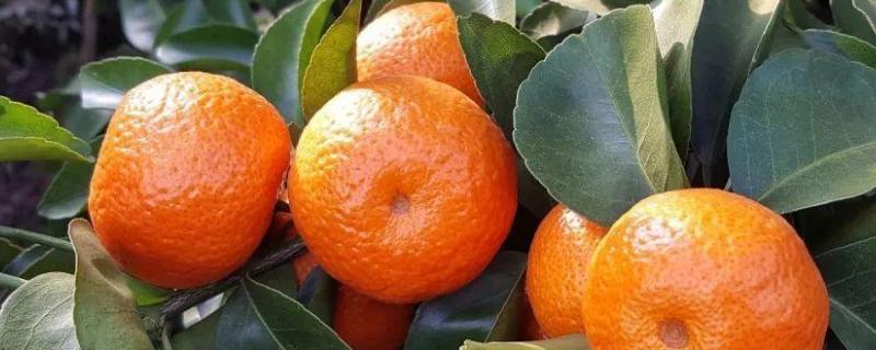 柑橘19种病虫病害