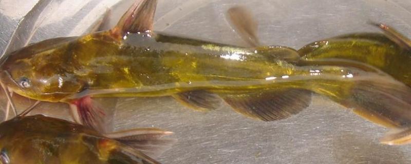 黄骨鱼吃什么，附黄骨鱼的养殖方法