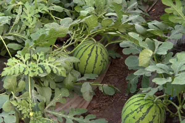 西瓜怎样种植才能高产技术