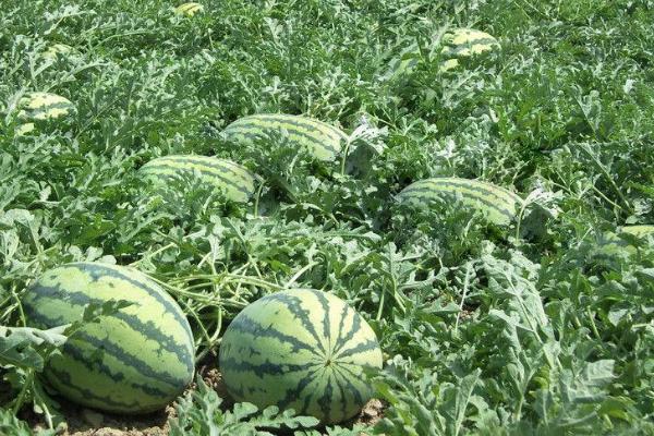 西瓜怎样种植才能高产技术