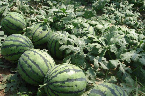 西瓜怎么种植的方法，早春西瓜育苗技术