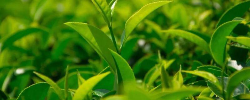 茶叶叶面肥催芽肥的正确使用，茶叶叶面肥施尿素好不好