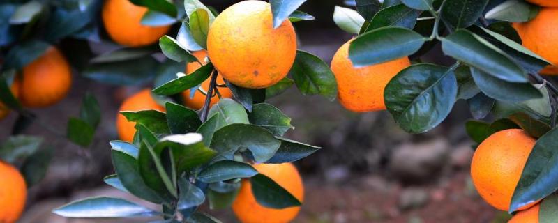 抑芽丹在柑橘上的应用，和多效唑混用可以吗