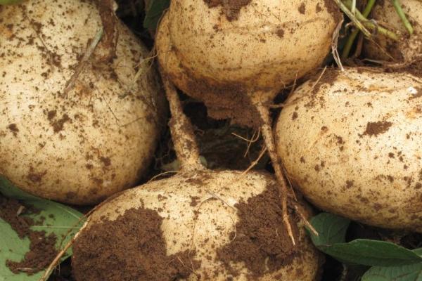 凉薯种植技术和管理方法