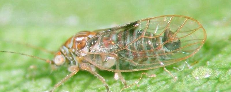 梨木虱的发生规律及防治技术，梨木虱是什么科的害虫
