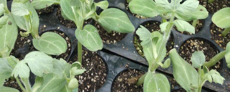 种西瓜一个坑几个种子，播种几天发芽出土