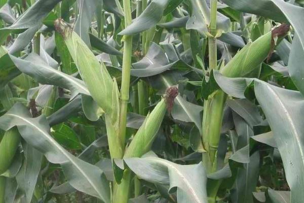 种植玉米的全过程