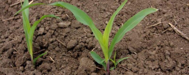 玉米发芽的最佳温度和湿度，发芽到出土需要几天