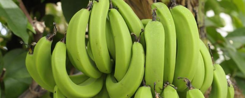香蕉从种植到成熟需要多少时间，附种植的区位条件