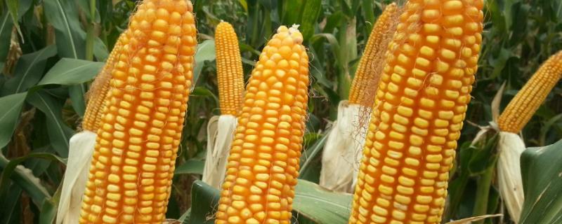 农大372玉米种的特征特性，附简介