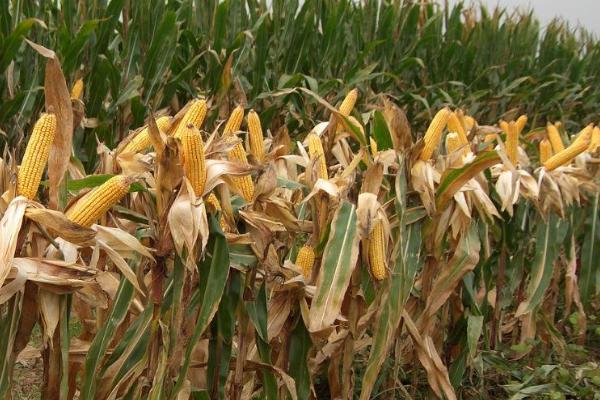 适合山东的高产玉米种