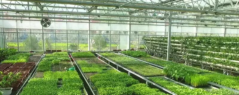 现代农业大棚在农作物的种植上有哪些优势，如何防止植物只开花不结果