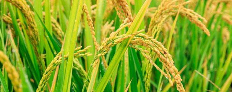 直播水稻种植技术与管理