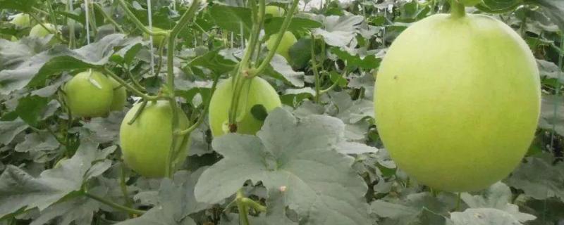 菜瓜种植技术与管理方法