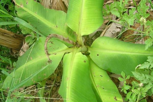 香蕉种植管理技术