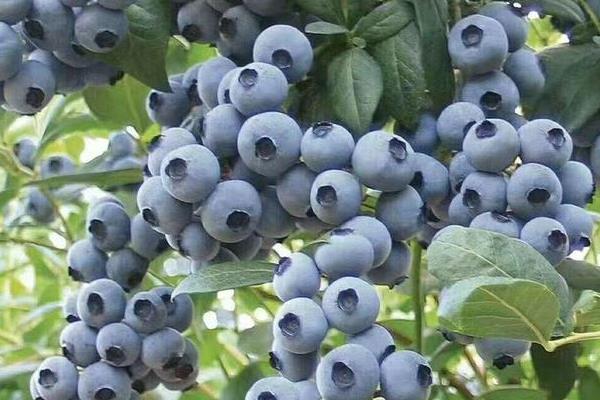蓝莓的种植条件和种植技术要求