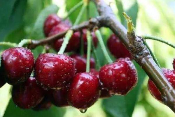 樱桃种植技术和适宜气候条件