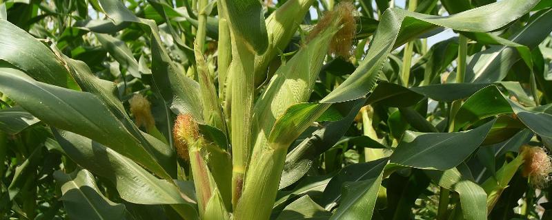 玉米需要什么样的含量肥料，附玉米肥料的配方比例