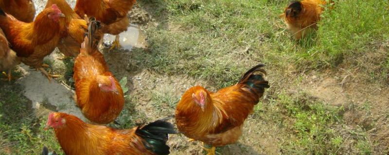 鸡用土霉素的作用和主治，附用量