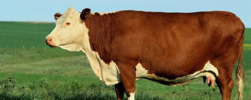 怀孕母牛小苏打用量，公奶牛能挤奶吗