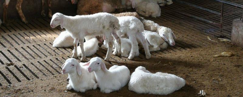 小反刍多大的羊可以打，小反刍疫苗怀孕母羊能注射吗