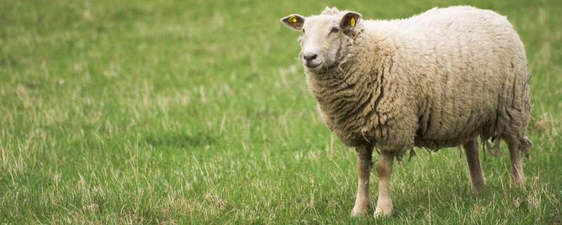 羊身上有跳蚤用什么药消除，羊身上用啥药除掉蜱虫