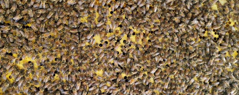 中蜂幼虫几天封盖，封盖后就可以取蜂蜜了吗