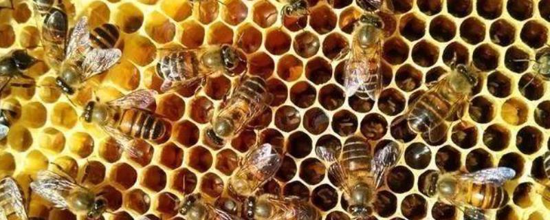 中蜂工产处理方法，工产时间长怎么办